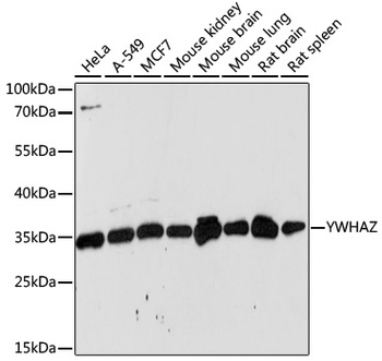 YWHAZ Antibody