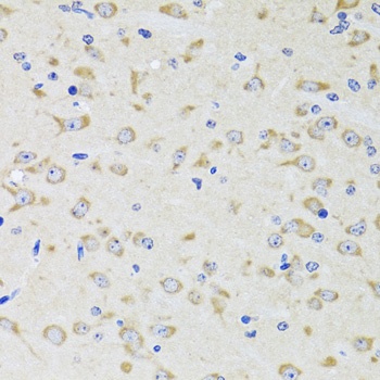 YWHAZ Antibody
