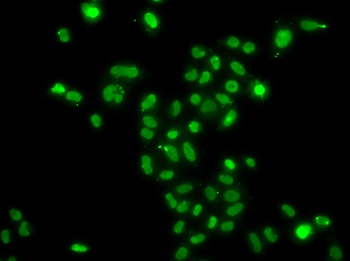 MORF4L2 Antibody