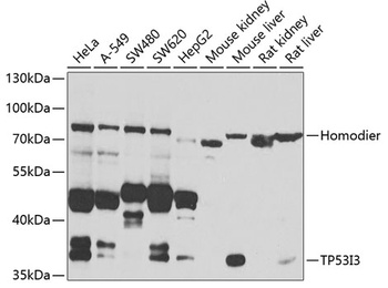TP53I3 Antibody