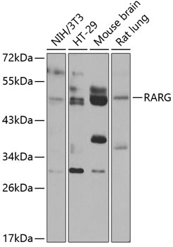 RARG Antibody
