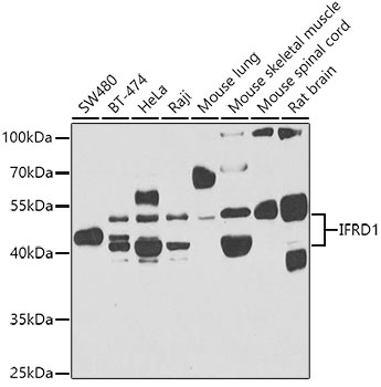IFRD1 Antibody