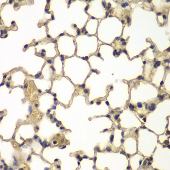 IFRD1 Antibody