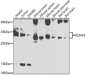 ICAM4 Antibody
