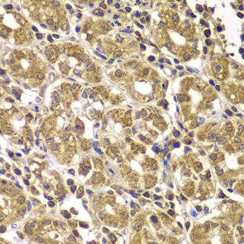 HSPE1 Antibody