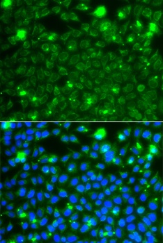 HSPE1 Antibody
