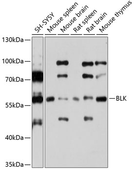 BLK Antibody