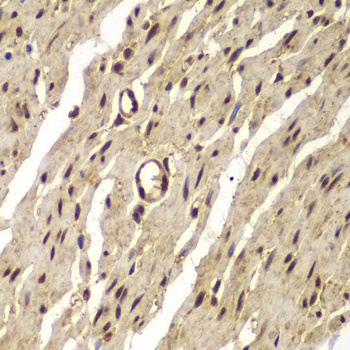 PSMB8 Antibody