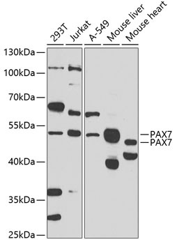 PAX7 Antibody