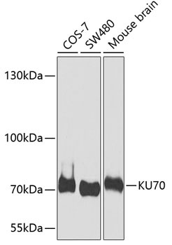 KU70 Antibody