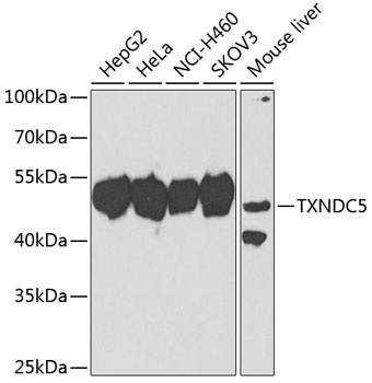 TXNDC5 Antibody