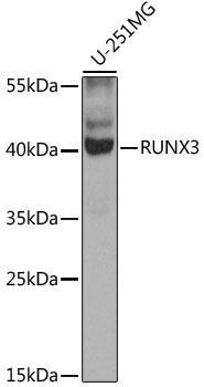 RUNX3 Antibody