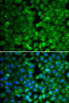 RUNX3 Antibody
