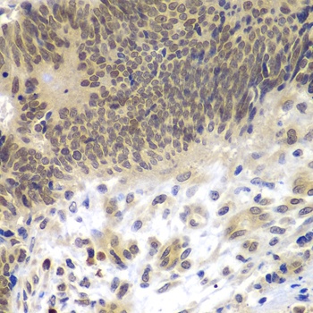 CEBPG Antibody