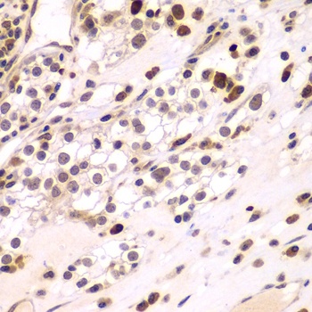 CEBPG Antibody