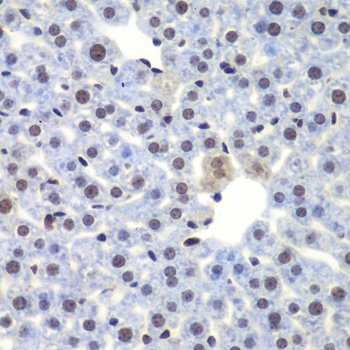 CEBPG Antibody