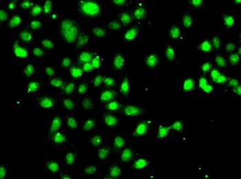 CEBPG Antibody