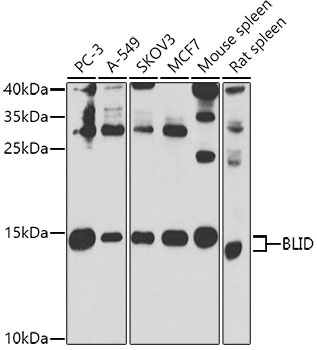 BLID Antibody