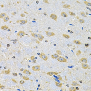 BNIP1 Antibody