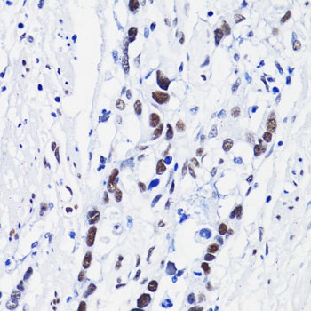 Acetyl-Histone H4-K8 pAb