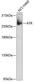 ATR Antibody