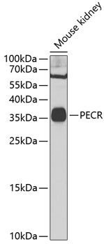 PECR Antibody