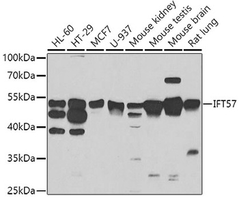 IFT57 Antibody