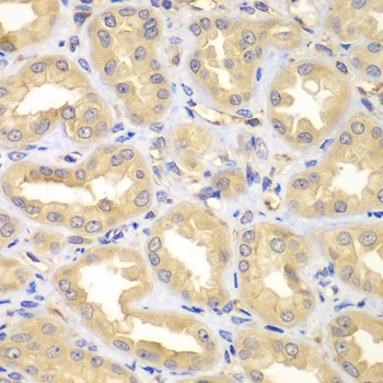 ELMO3 Antibody