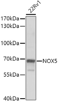 NOX5 Antibody