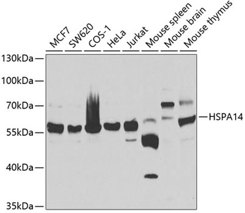 HSPA14 Antibody
