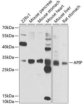 APIP Antibody