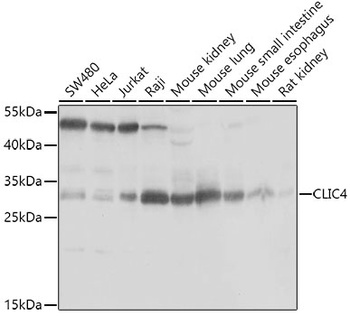 CLIC4 Antibody