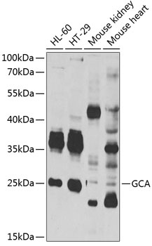 GCA Antibody
