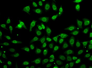 GCA Antibody