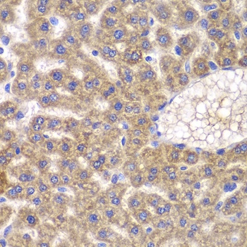 FASTK Antibody