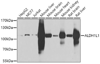 ALDH1L1 Antibody