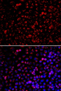 ENOX2 Antibody