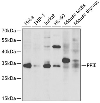 PPIE Antibody