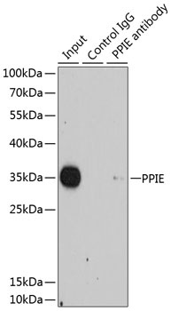 PPIE Antibody