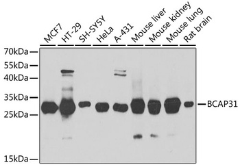 BCAP31 Antibody