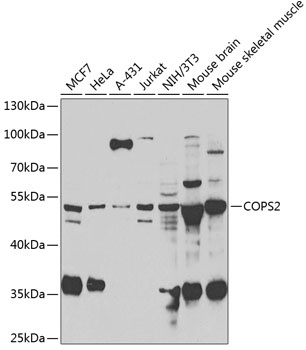 COPS2 Antibody