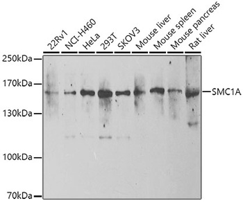 SMC1A Antibody