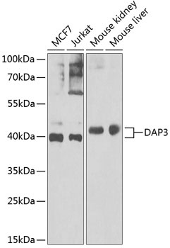 DAP3 Antibody