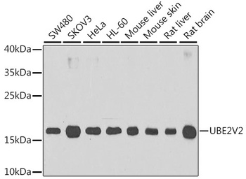 UBE2V2 Antibody