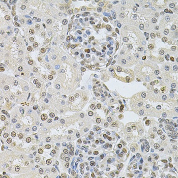 DR1 Antibody