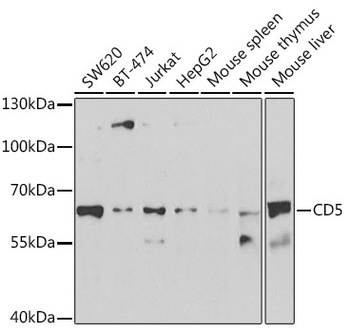 CD5 Antibody