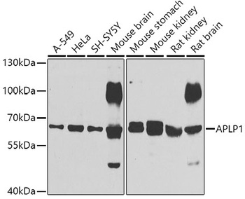 APLP1 Antibody