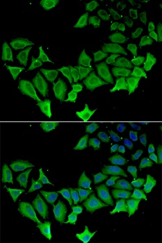 APLP1 Antibody