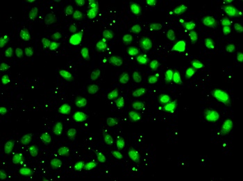 NUDT2 Antibody