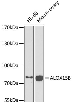 ALOX15B Antibody